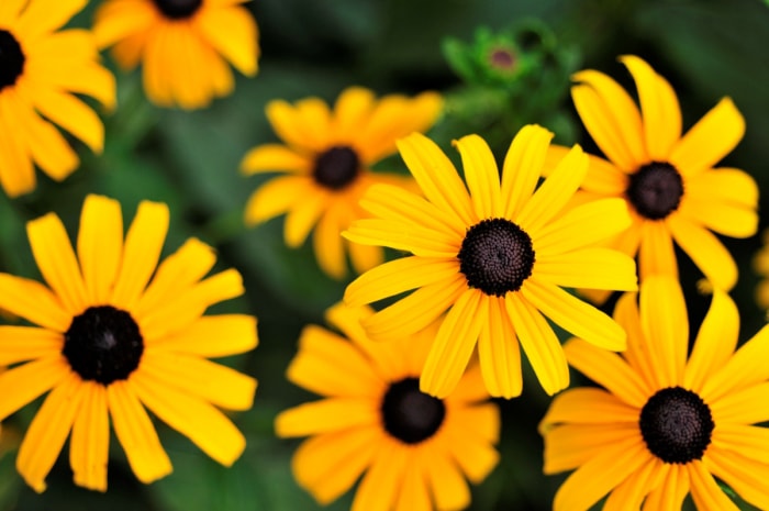 Fleurs de susan aux yeux noirs