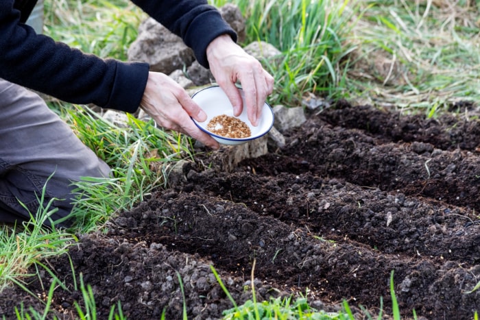 Jardinier plantant des graines dans un jardin à partir d'un bol.