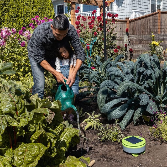 Un robot de désherbage de jardin Tertill travaillant dans un jardin potager à côté d'un père et de sa fille arrosant des plantes.