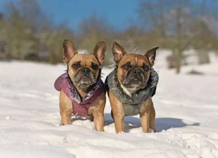 Deux chiens dans la neige avec des vestes