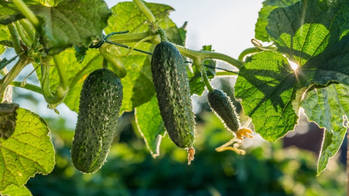 Concombres mûrissant sur une branche de jardin.