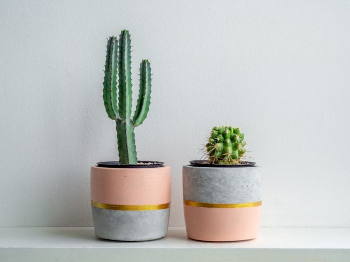 Plantes de cactus dans des vases modernes