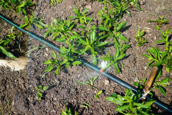 Jets d'eau suintant d'un tuyau d'arrosage avec arroseur agricole dans une ferme