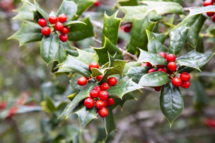 Buisson vert d'Ilex avec baies rouges