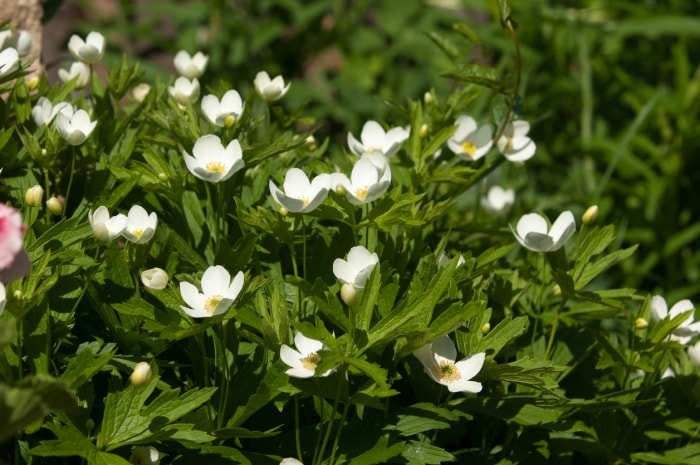 Fleurs d'herbe Carpenteria. Un bel arbuste. La seule espèce du genre Carpenteria. C'est un arbuste à fleurs persistantes originaire de Californie.