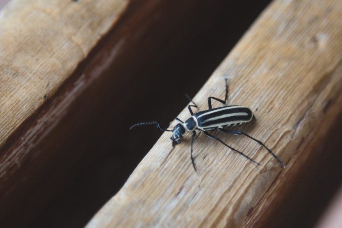 vésicule noire et blanche rampant sur un banc en bois