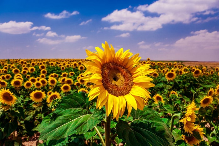 10 faits amusants sur les tournesols