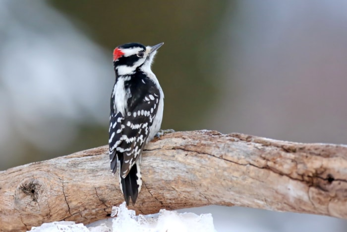 petit oiseau noir et blanc avec le haut rouge