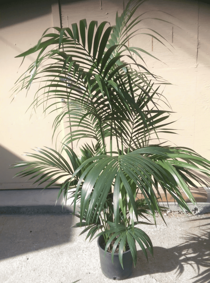 Un palmier kentia en pot comme plante d'intérieur pour un palmier d'intérieur.