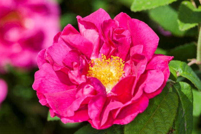 Gros plan d'une rose rose vif avec un cœur jaune.