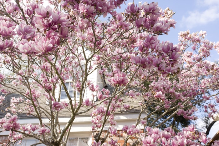 belles fleurs roses sur les branches d'un magnolia avec les fenêtres d'une maison en arrière-plan