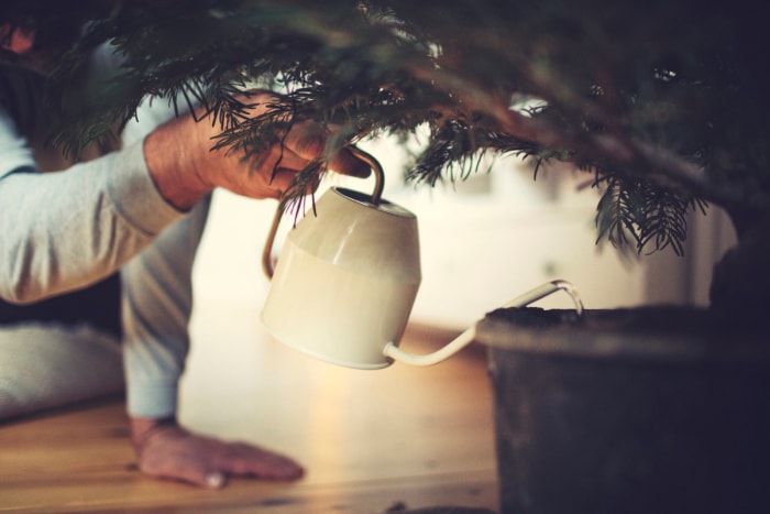 Personne arrose le sapin de Noël.