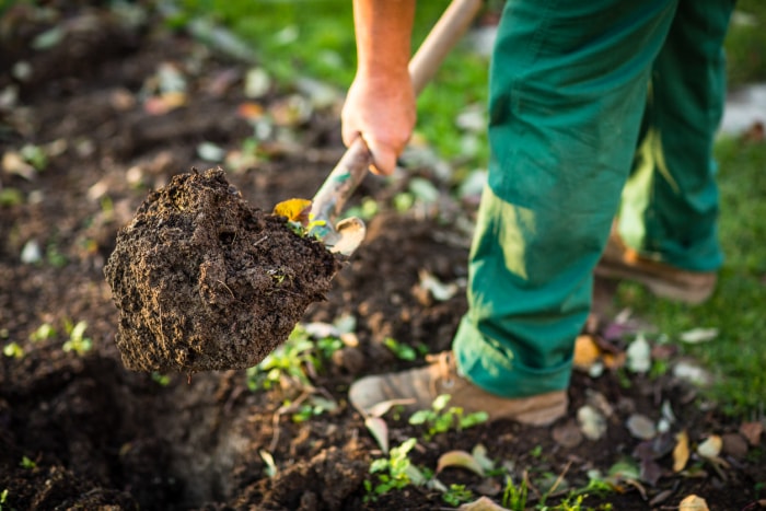 comment labourer un jardin sans motoculteur - en utilisant une pelle