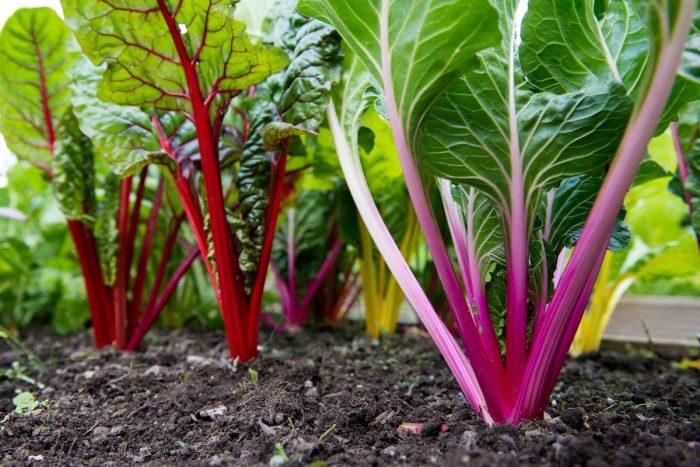 Gros plan sur des betteraves poussant dans la terre du jardin.