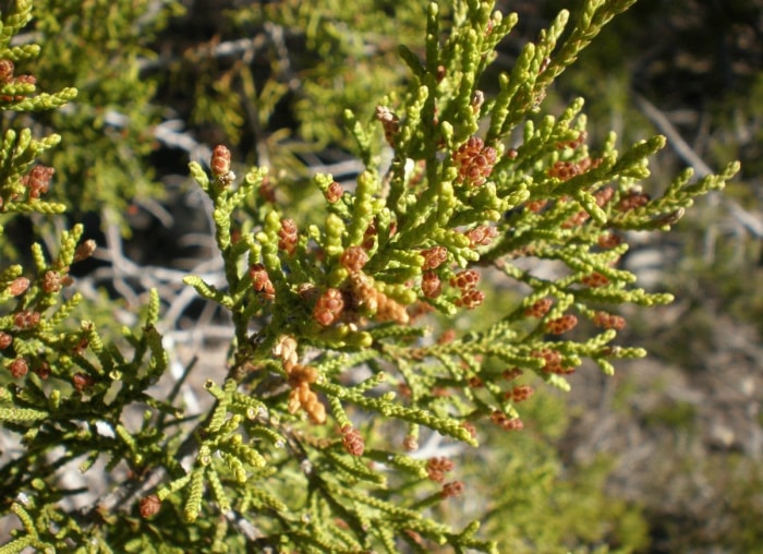 10 arbres qui causent des problèmes dans votre jardin