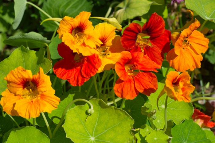 iStock-922792498 Capucines de jardin antiparasitaires