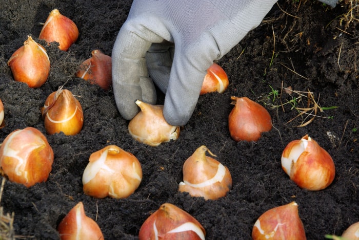 Une personne portant des gants de jardinage plante une douzaine de bulbes dans le sol, rapprochés les uns des autres.