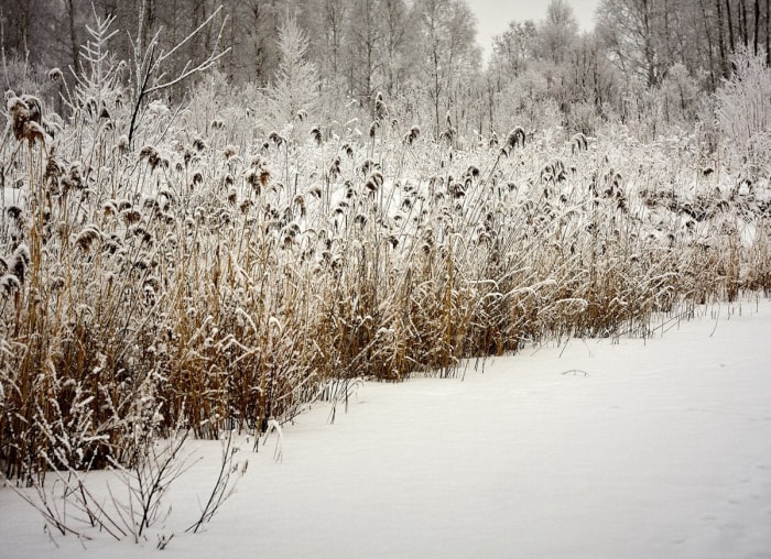 25 façons de profiter de votre jardin cet hiver