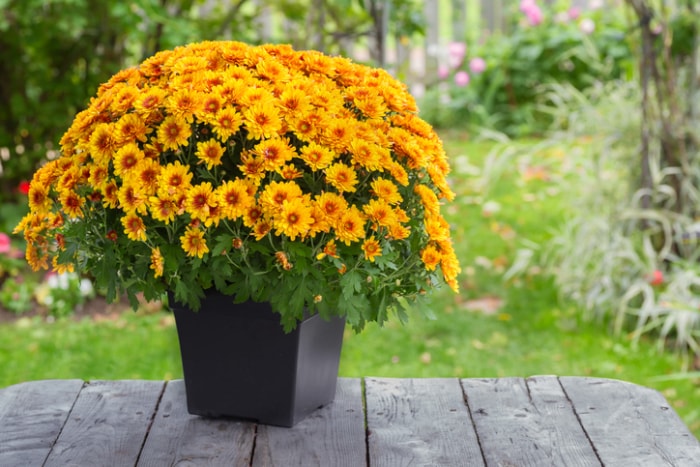 ouseplants-dust-orange-chrysanthème-plante-en-pot-noir-sur-table-en-bois-extérieur