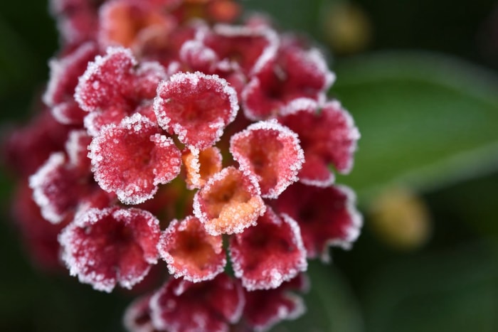 soins de lantana