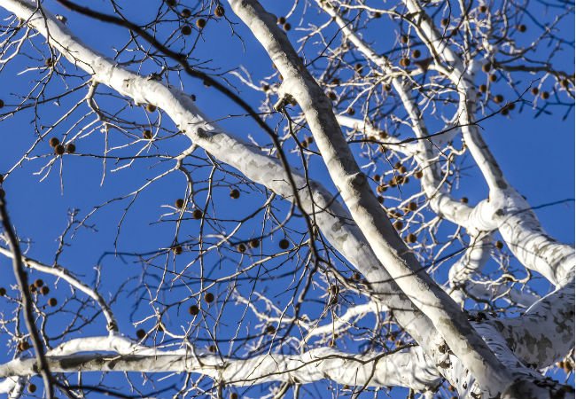 4 arbres à écorce blanche – Le sycomore d'Amérique