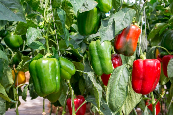 Mélange de poivrons verts, rouges et jaunes poussant sur des plantes.