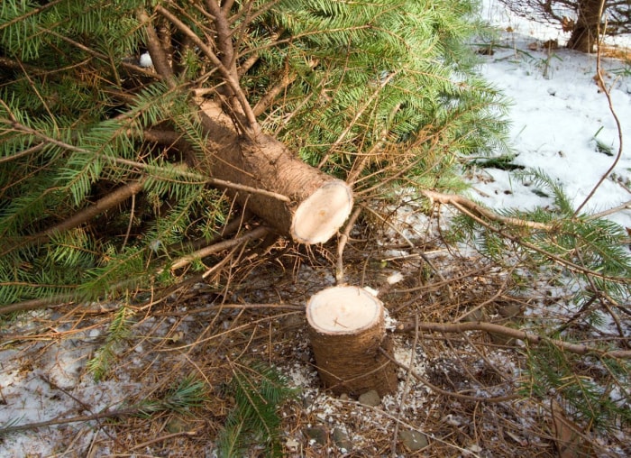 10 choses à savoir avant de couper votre propre sapin de Noël