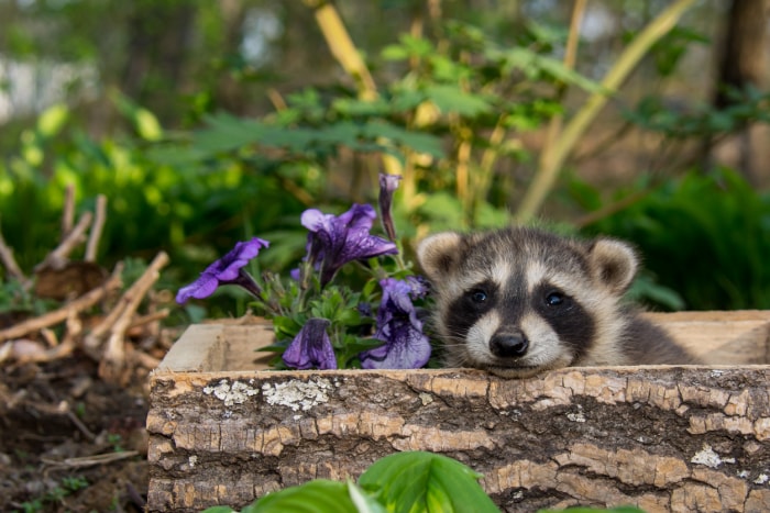 qu'est-ce que la farine d'os de raton laveur dans le jardin près des fleurs