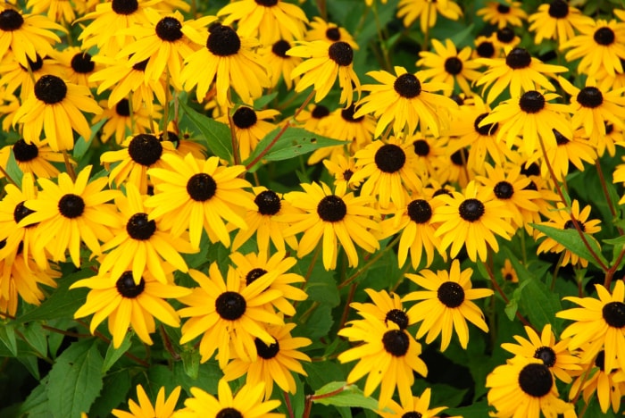 Une grappe de fleurs de Susan aux yeux noirs, jaunes avec des centres de couleur foncée.