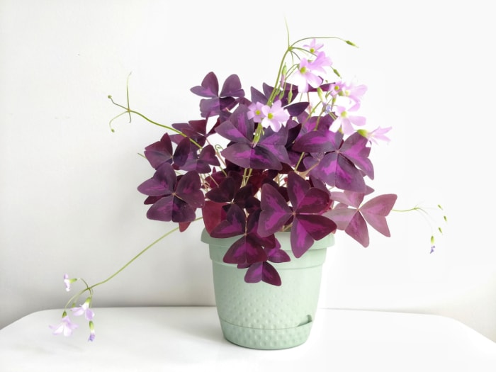 Plante en pot avec des feuilles violettes