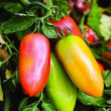 Prêtes à être cueillies : 10 tomates anciennes corsées et savoureuses