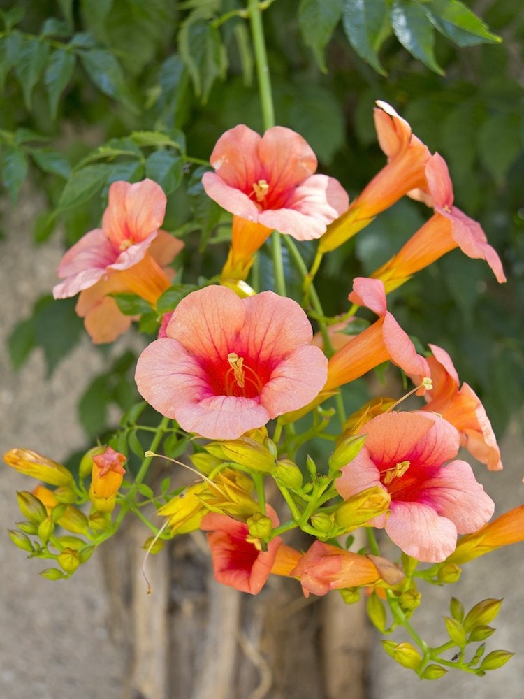 Plantes grimpantes en fleurs : 8 remèdes pour le jardin commun