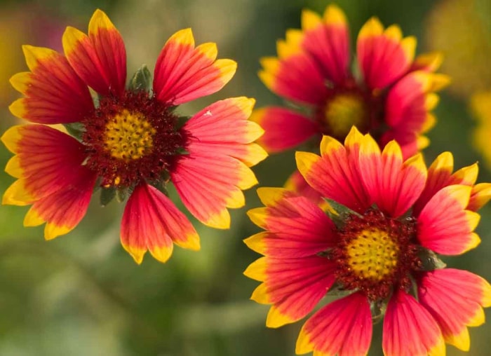 14 fleurs durables pour votre jardin