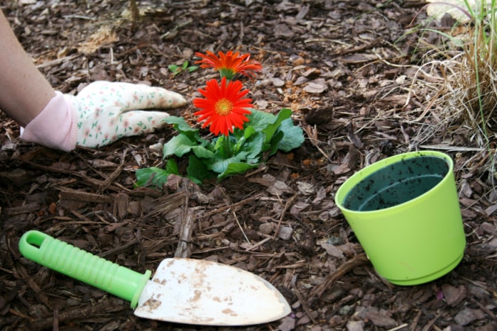 Un jardinier plante une plante à fleurs rouges dans un pot dans le sol.