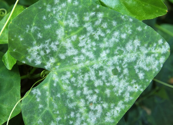 11 raisons pour lesquelles vos plantes d'intérieur meurent