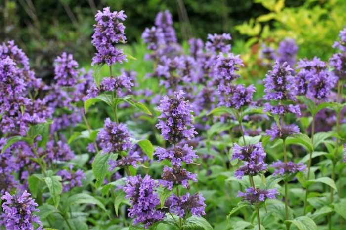 Fleurs d'hysope violette.