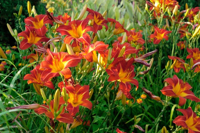 11 fleurs qui donneront à votre jardin une atmosphère de cottage anglais