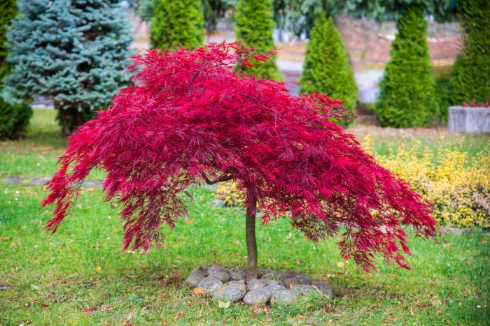 petit érable japonais à feuilles rouge vif dans la cour