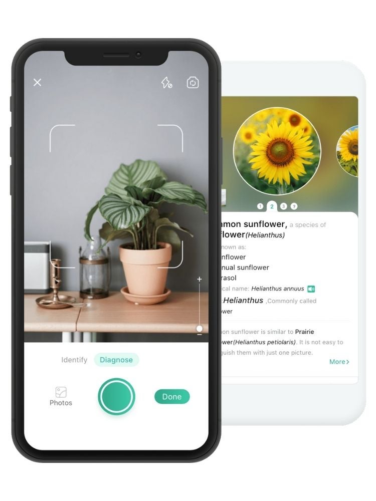 Les meilleures applications de jardinage et d'identification des plantes pour votre smartphone