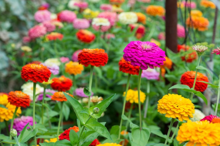 fleurs d'été