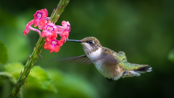 Comment attirer les colibris