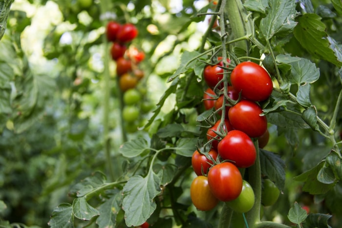 Plants de tomates poussant dans un jardin familial en juin.