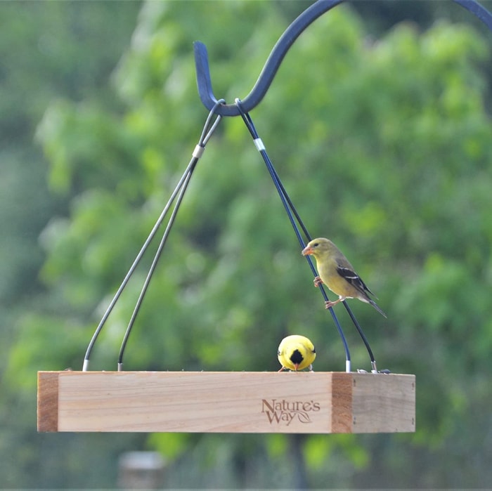 types de mangeoires pour oiseaux - mangeoire à vers de farine