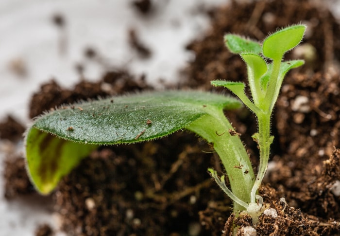 soins de la violette africaine propagation à partir de boutures de feuilles