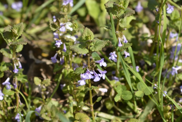 pelouse mauvaises herbes charlie rampante