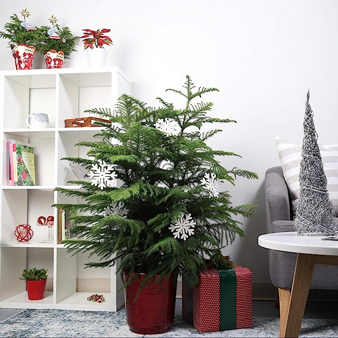 Arbre de Noël Amazon alternatives à l'arbre de Noël vivant