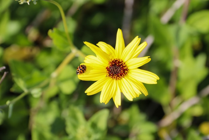 Coccinelle sur une fleur jaune chocolat avec un centre brun foncé.