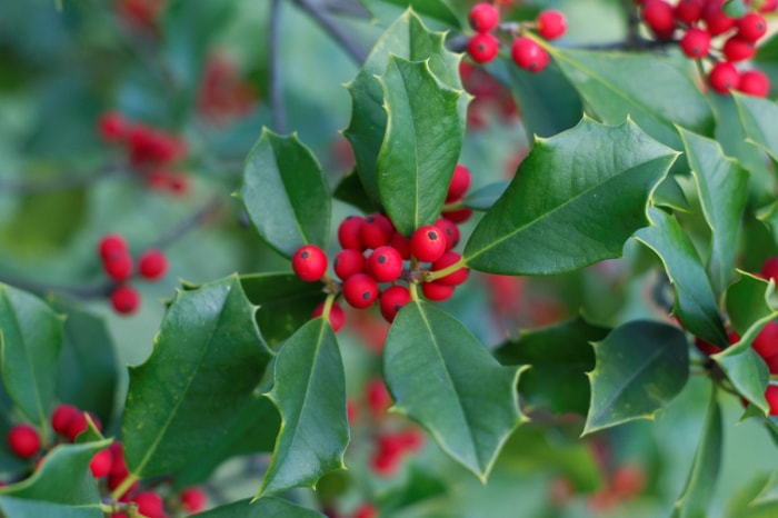 Holly plant