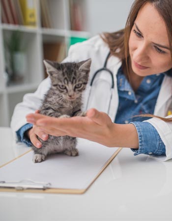 Coût de l'assurance pour animaux de compagnie