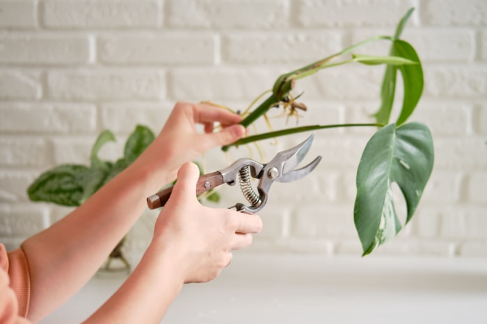 Une fleuriste coupe une plante Monstera albo avec des ciseaux de jardin. Mains féminines et soins pour les plantes d'intérieur à planter dans un pot de fleurs